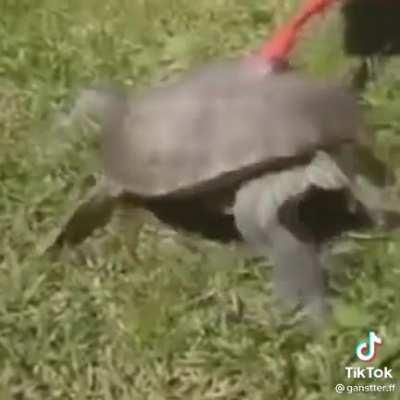 BeelcitosMemes - Video #6385