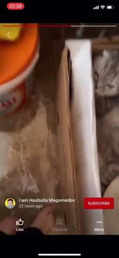 Russian influencer Hasbulla mistreats his cat.