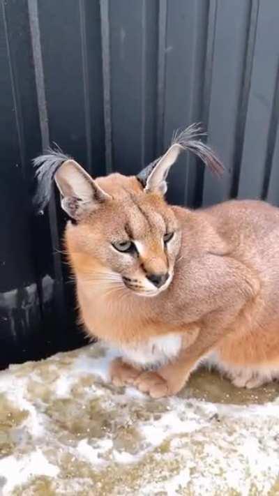 Flip Floppa Flip Floppa！