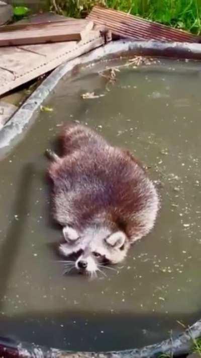 GatorPanda