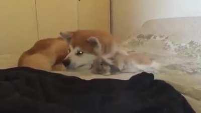 Bunnies flop over when they feel completely safe beside their protectors