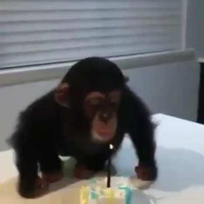 Everyone say happy birthday to monky