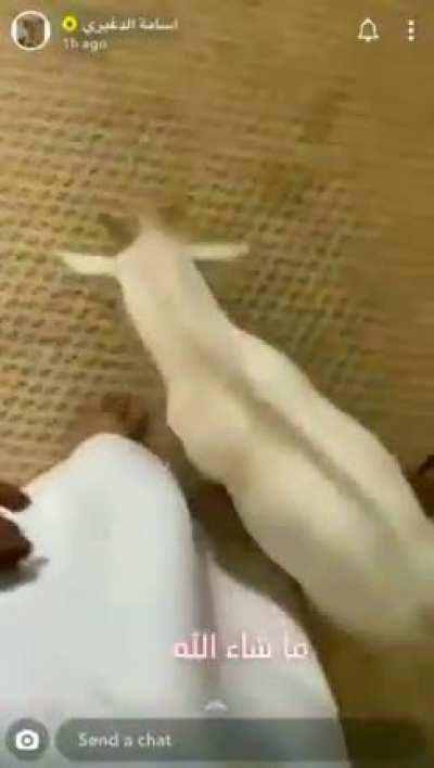 Just a man playing with his baby goat