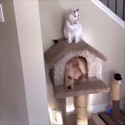 you see i m a cat too