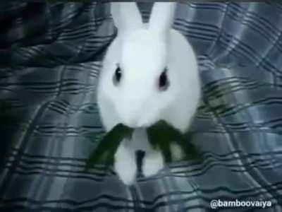 That's no ordinary rabbit.