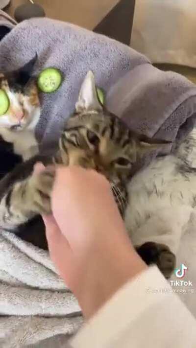 Let The Cats Vibe...