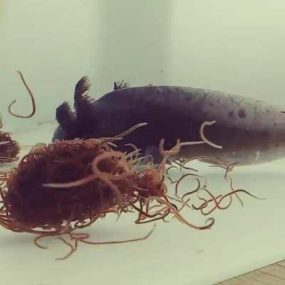 Just two hungry juveniles enjoying a black worm feast :)