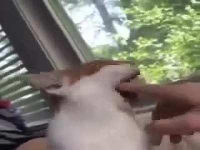 Discord's broken ass bot thought this was too horny for public servers.