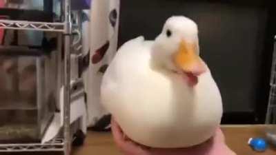 Im sorry(credit goes to a random person on discord i forgot their name)