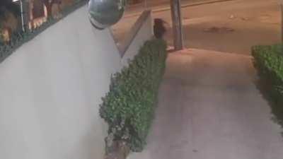 time to deal with some thieves