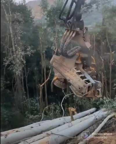 A forestry harvester hard at work