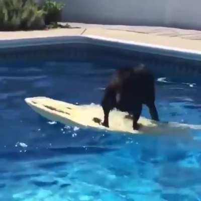 Doggo traversing the water