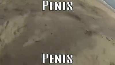 Penis