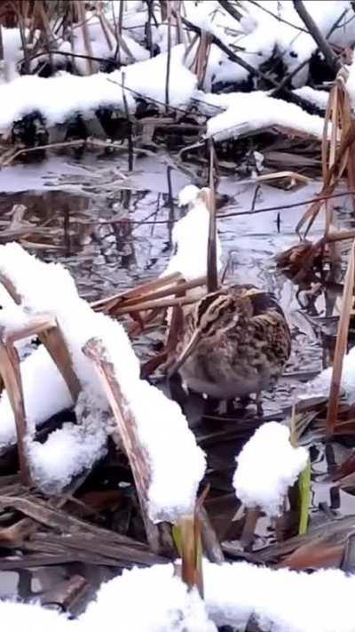 Weekend vibes - American Woodcock
