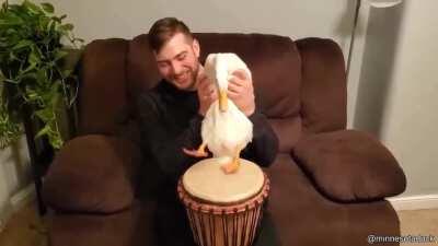 drum duck