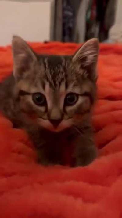 Making biscuits while purring