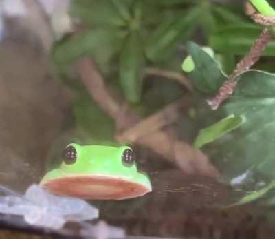 The cutest little suction cup you'll see all day