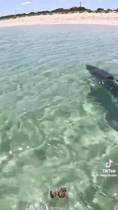 🔥 Dolphin encounter while on horseback
