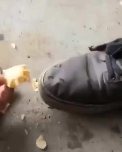 Rarely seen in wild, this little guy can occasionally be coaxed out of hiding with a few salty snacks!