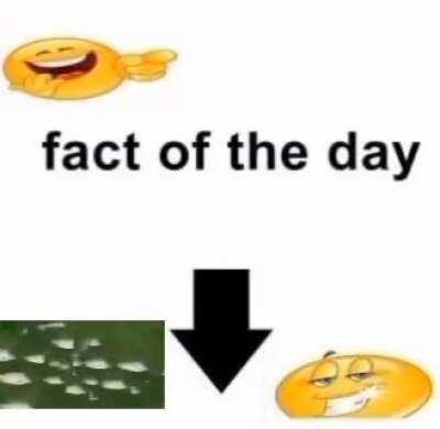 fact of the day