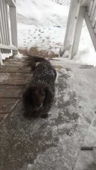 Yesterday’s snow was dachshund approved.