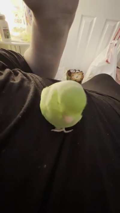 Not an avocado but pretending to be one