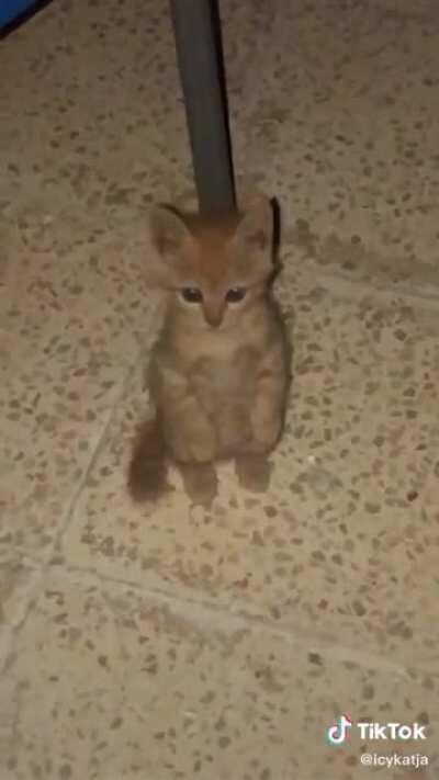 el pana sigue vivo 😭😭