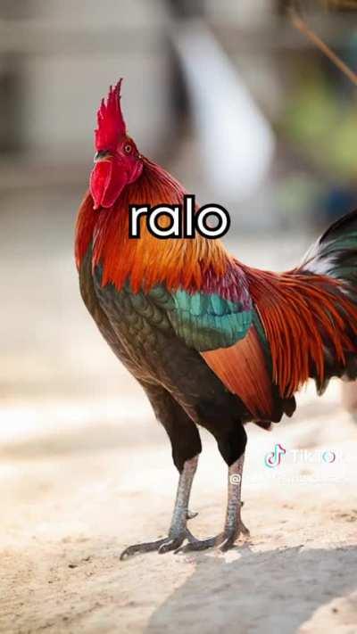 Animais 🐴🐶🐻