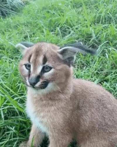 Caracal Ear Flick