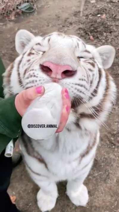 Just a kitten bottle feeding