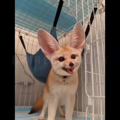 Fennec Friday!