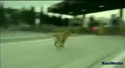 Unutmadık seni orospu köpek