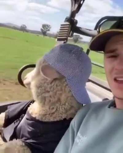 Shaun the Sheep here to brighten up your Saturday