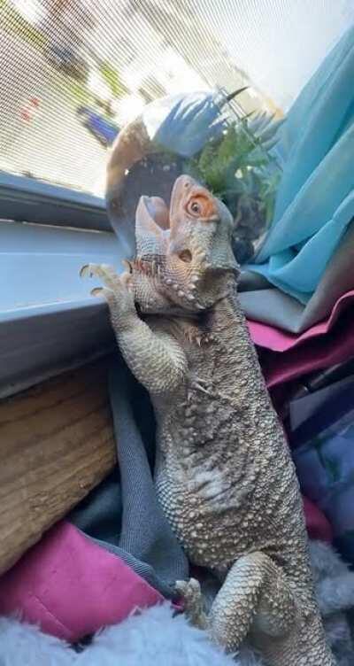 So I took my baby to the vet today because she kept doing this. The vet thinks she most likely has heart disease. I am heartbroken. He gave me LASIX to give her to try and help her. she only has 3-6 months to live. Since it’s rare there’s not much to do. 