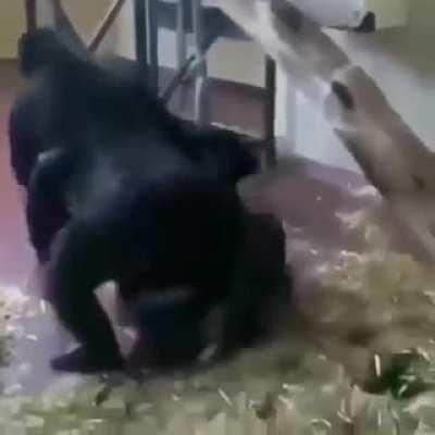 NOO MONKEEE DONT DO THAT