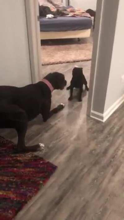 PuG BaRely EScapeS RaBid MonSTEr