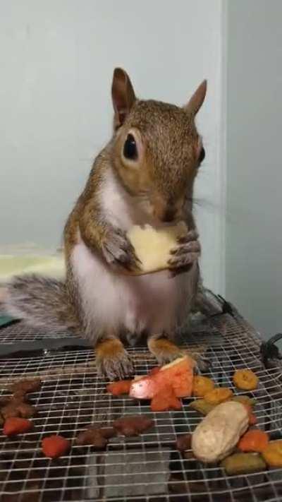 Widdlepiddles enjoying some apple