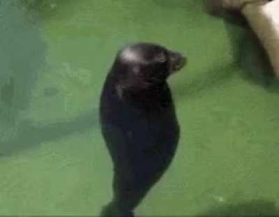 Describe your favorite song with a meme