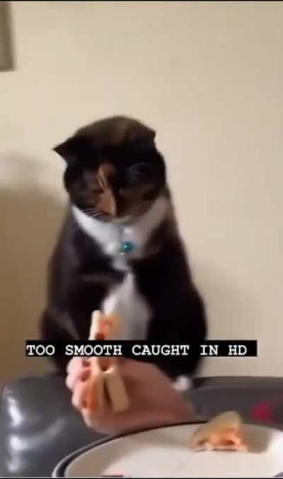 Intervindo nos gatos antes do suposto crime deles