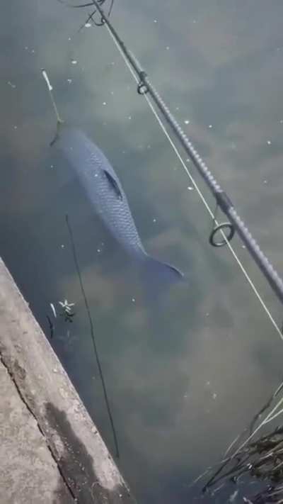 balta este manevrata