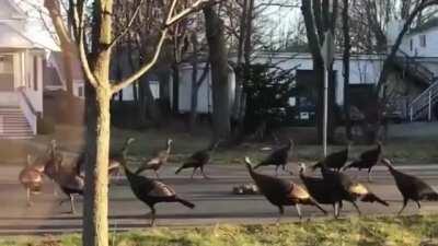 A flock of turkeys circling a dead cat in the middle of the road
