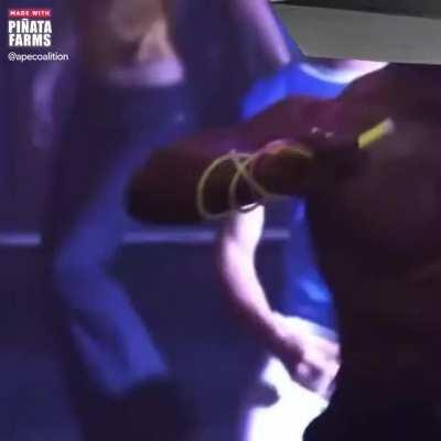 Me when I receive my Cyberwhistle after purchasing it with Dogecoin 🕺🐕