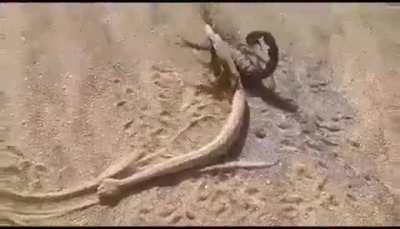 Scorpion killed this Sidewinder snake and is now dragging it to a spot where it can feed.
The scorpion 