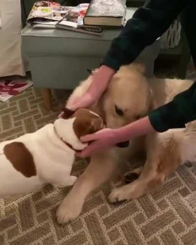 Excuse me, you're petting the wrong dog!