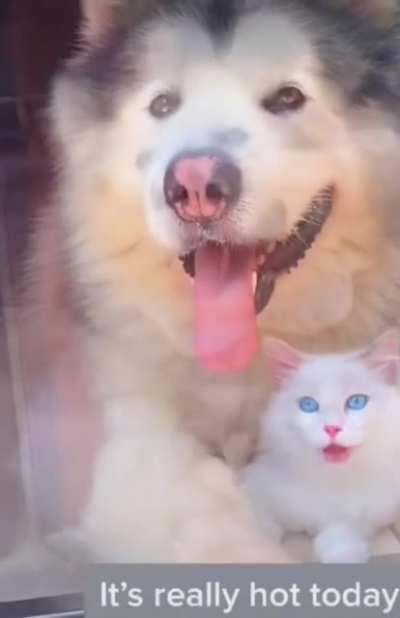 Is this how is done brothrs?