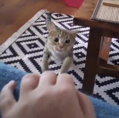 Mid jump cat ear reflexes