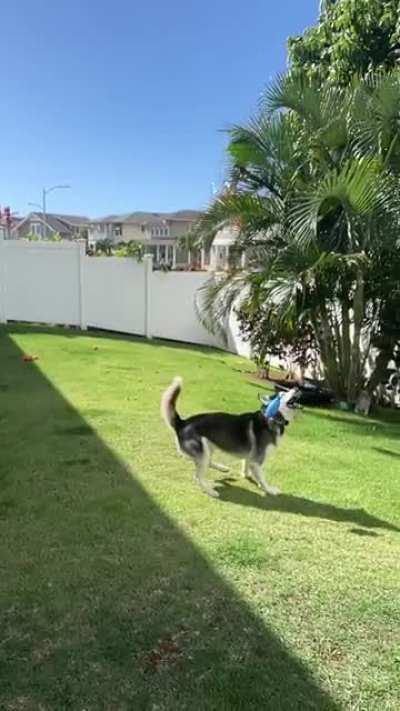 Anyone else’s husky extremely uncoordinated?
