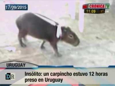 Un Carpincho en Cana (Punta del Este, 2015)