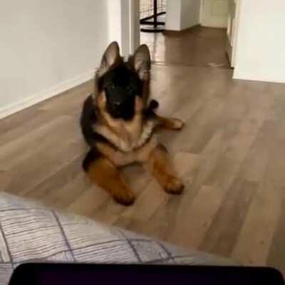 A German Shepherd reacting to an Orchestral music