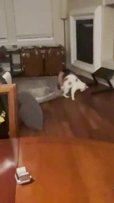 I posted this one r/cats and r/greebles, but I was told this was another good place. I cried laughing when this happened…